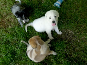 Maremma x Puppies