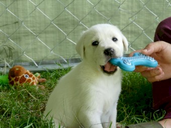 Maremma x Puppies
