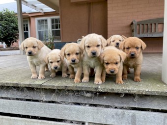 Purebred Labrador Puppies