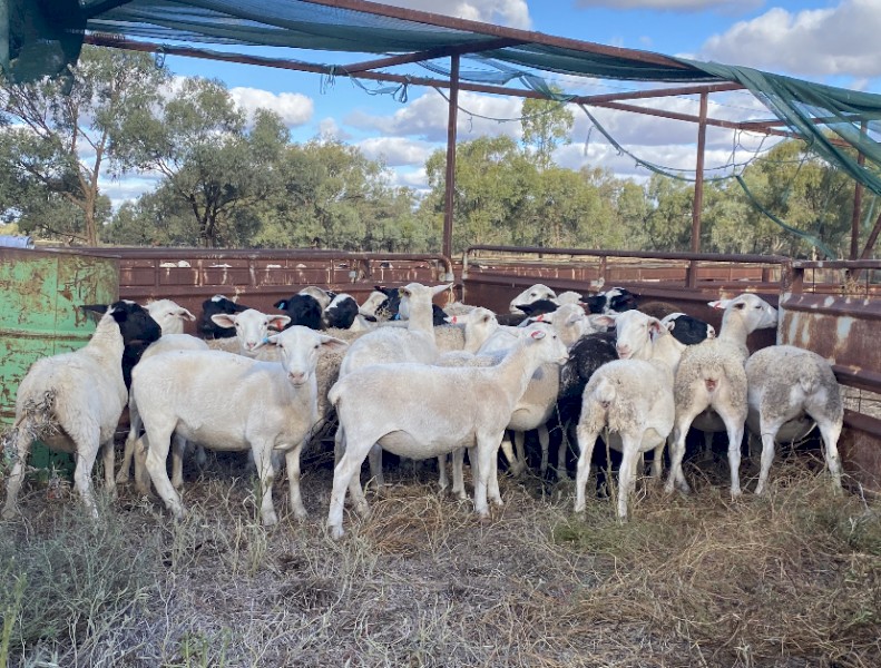 30 Dorper Ewe Lambs