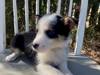 Border Collie X Kelpie Puppies x 7