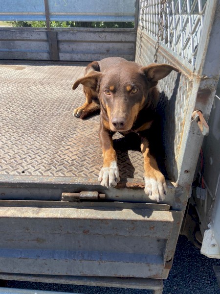 Red & Tan Kelpie Dog