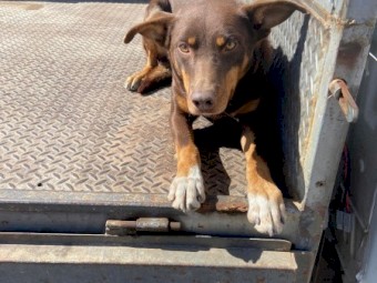 Red & Tan Kelpie Dog