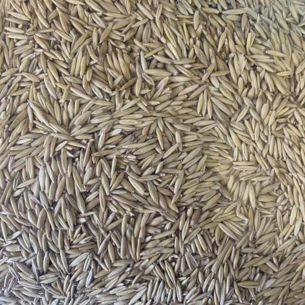 Yallara Oat Seed