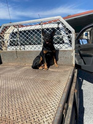 Black & Tan Male Kelpie