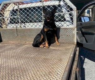 Black & Tan Male Kelpie