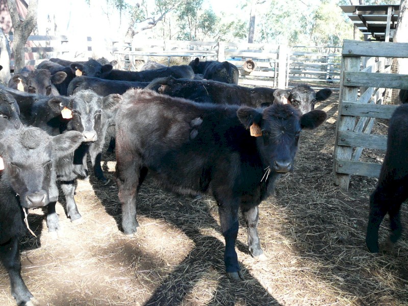 Angus Steer weaners