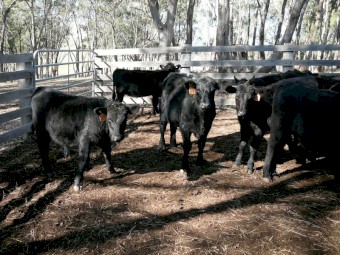 Angus Steer weaners