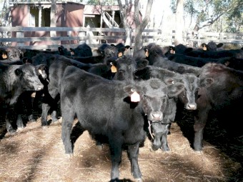 Angus Steer weaners