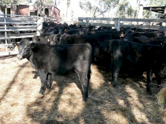 Angus Steer weaners