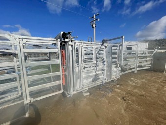 Air operated Clipex cattle crush