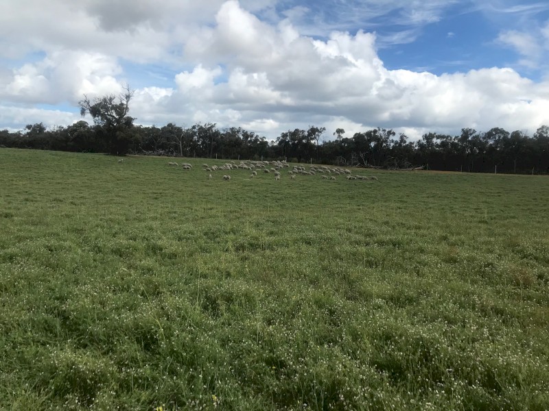 Margherita Serradella Seed