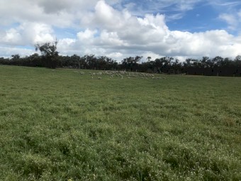 Margherita Serradella Seed