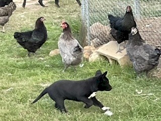 7 Kelpie cross Border Collie pups 