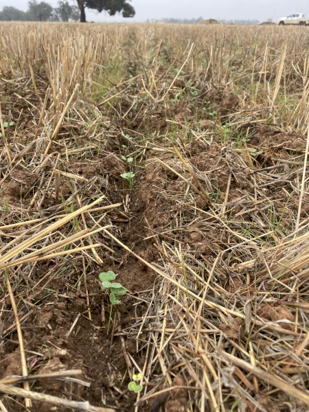 Share farming or lease 