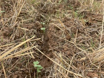 Share farming or lease 