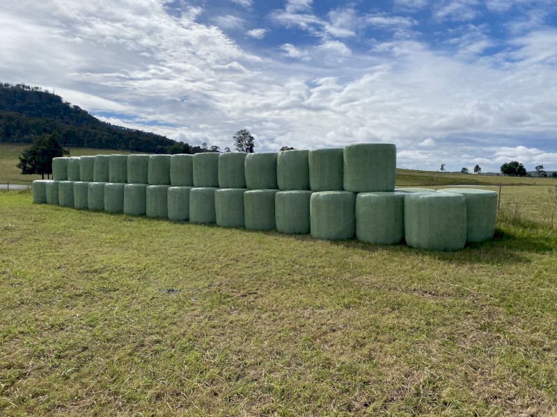 Rhodes Grass 4x4 ft high density bales