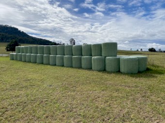 Rhodes Grass 4x4 ft high density bales