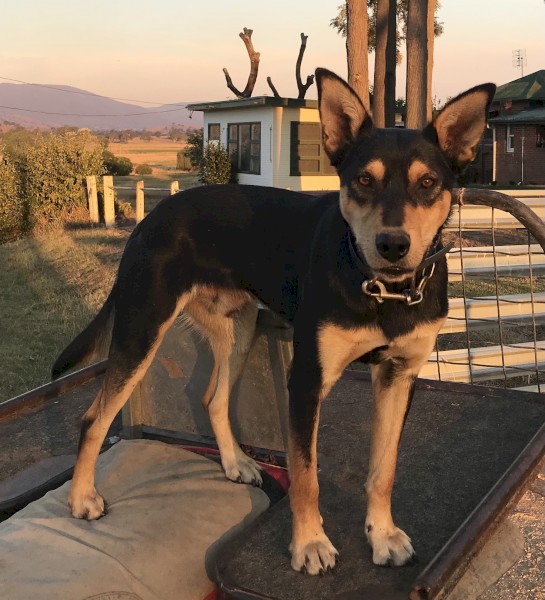 2 Yr Old Kelpie Dog 