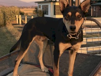 2 Yr Old Kelpie Dog 