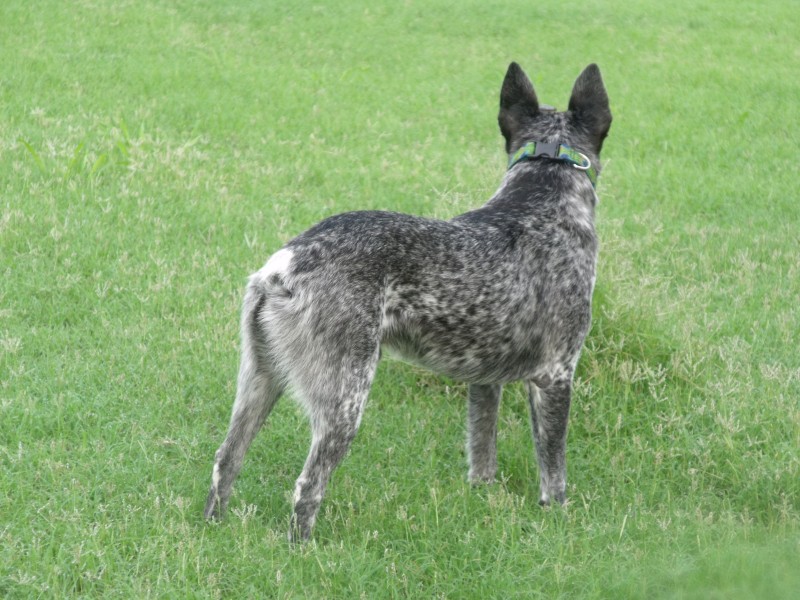 Australian Stumpy Tail Cattle Dog Pups (No GST applies)