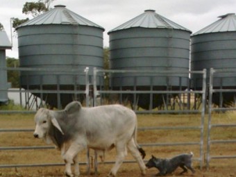 Australian Stumpy Tail Cattle Dog Pups (No GST applies)