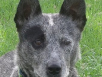 Australian Stumpy Tail Cattle Dog Pups (No GST applies)