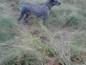 Australian Stumpy Tail Cattle Dog Pups (No GST applies)