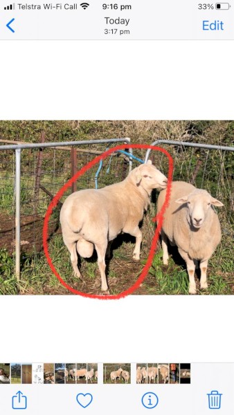 Australian White Rams