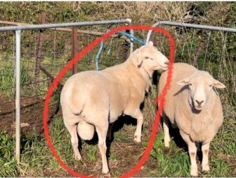 Australian White Rams
