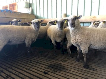 South Suffolk Purebreed Ewe Lambs