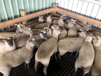 South Suffolk Purebreed Ewe Lambs