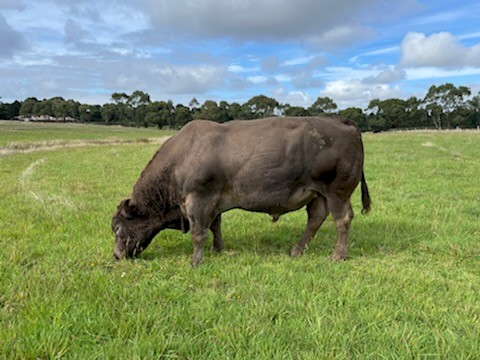 Stud Murray Grey Bull 