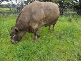 Stud Murray Grey Bull 