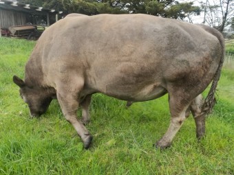 Stud Murray Grey Bull 