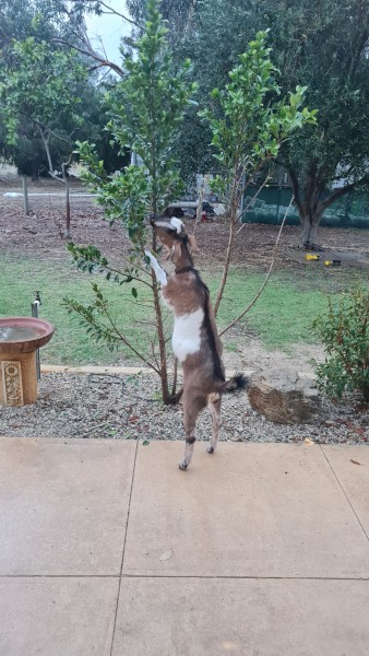 Miniature pet nanny goat 7 months old 