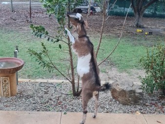 Miniature pet nanny goat 7 months old 