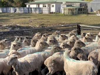 Scanned in Lamb Merino Ewes