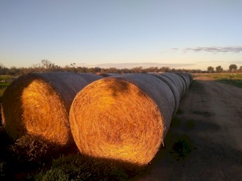 New season oaten hay, round bales