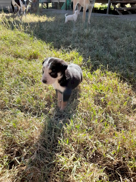Kelpie X Collie Pups