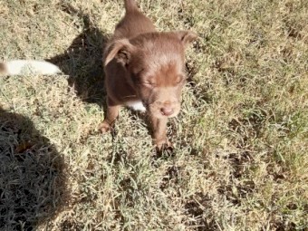 Kelpie X Collie Pups