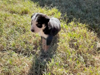 Kelpie X Collie Pups