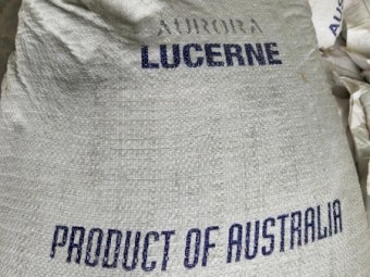 Aurora Lucerne seed