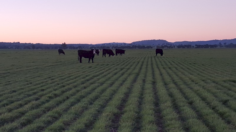 Winter active Fescue