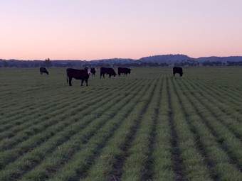 Winter active Fescue