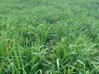 Forage Oat seed