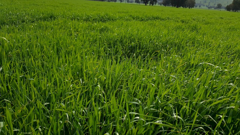 Forage Barley Seed