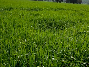 Forage Barley Seed