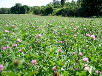 Chicory-Red/White clover