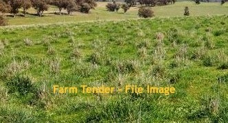 WANTED Agistment for 60 Cows x 8 weeks